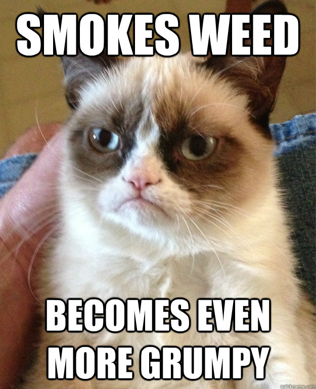 smokes weed becomes even more grumpy  Grumpy Cat