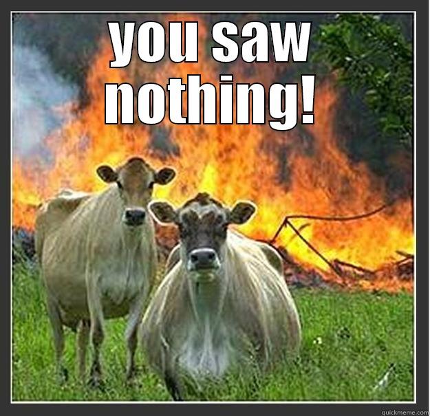 bovine threat - YOU SAW NOTHING!  Evil cows