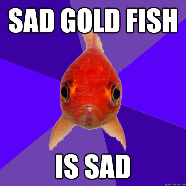 SAD GOLD FISH IS SAD  SAD GOLD FISH