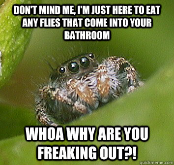 Don't mind me, I'm just here to eat any flies that come into your bathroom Whoa why are you freaking out?!  Misunderstood Spider