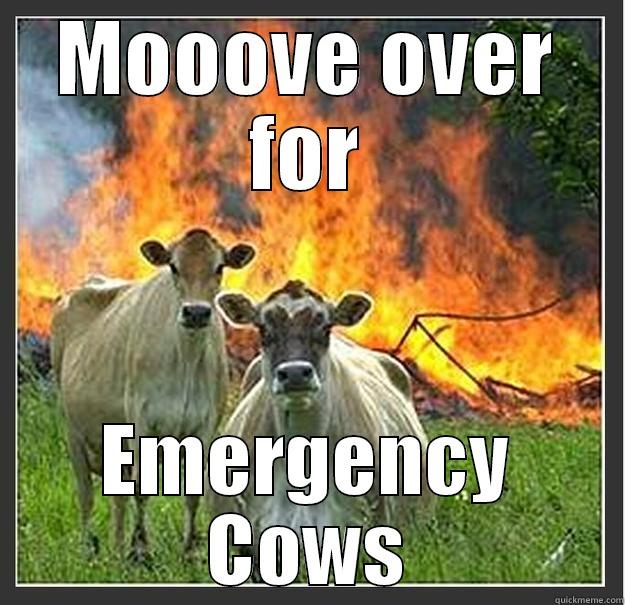 Traffic Safety Cows - MOOOVE OVER FOR EMERGENCY COWS Evil cows