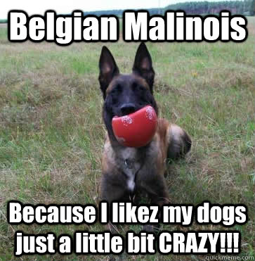 Belgian Malinois Because I likez my dogs just a little bit CRAZY!!! - Belgian Malinois Because I likez my dogs just a little bit CRAZY!!!  CRAZYmAL