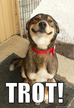 funny dog -  TROT! Good Dog Greg