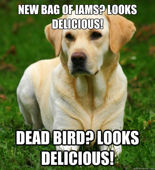 new bag of iams? Looks delicious!  dead bird? looks delicious!  Dog Logic