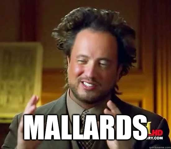  Mallards  Ancient Aliens