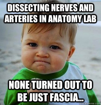 Dissecting nerves and arteries in anatomy lab None turned out to be just fascia...  