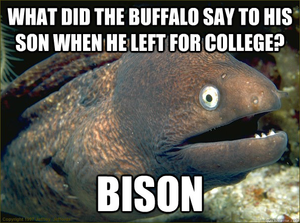 What did the buffalo say to his son when he left for college? bison - What did the buffalo say to his son when he left for college? bison  Bad Joke Eel