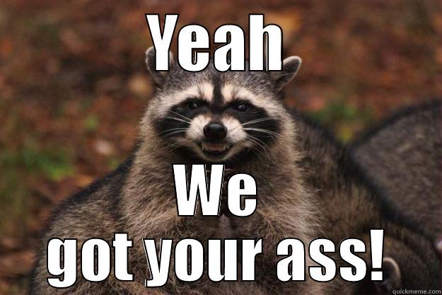 YEAH WE GOT YOUR ASS! Evil Plotting Raccoon