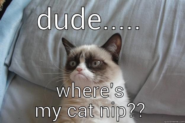 DUDE..... WHERE'S MY CAT NIP?? Grumpy Cat