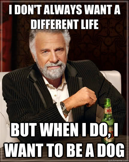 I don't always want a different life But when i do, I want to be a dog  The Most Interesting Man In The World