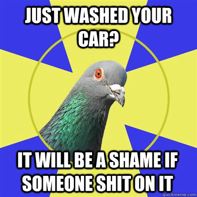 Just washed your car? It will be a shame if someone shit on it  Religion Pigeon