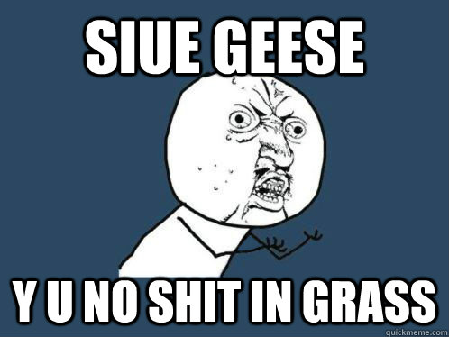 SIUE GEESE y u no shit in grass  