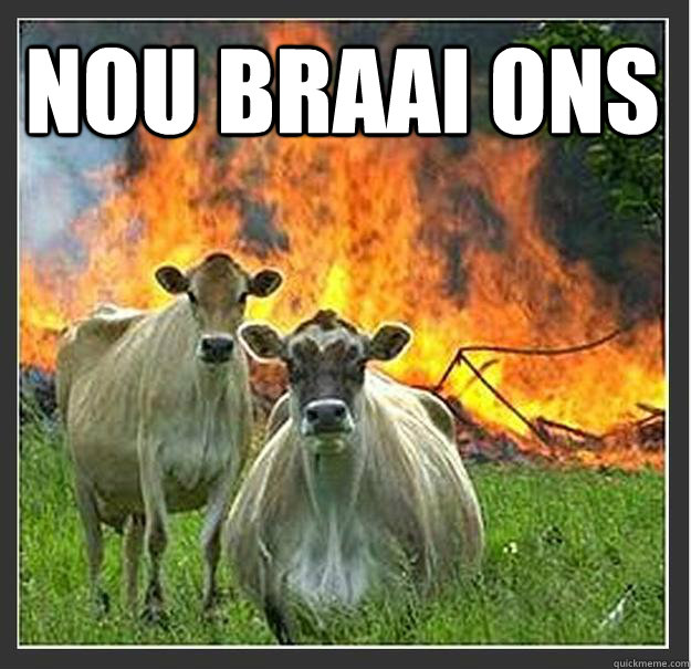 NOU BRAAI ONS   Evil cows