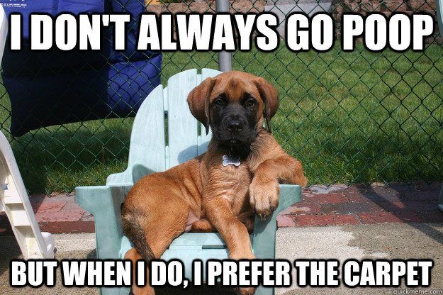 i don't always go poop but when i do, i prefer the carpet  The Most Interesting Dog in the World