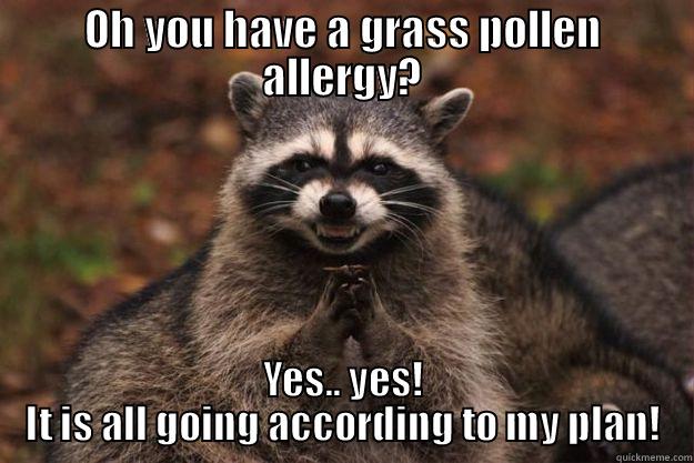 OH YOU HAVE A GRASS POLLEN ALLERGY? YES.. YES! IT IS ALL GOING ACCORDING TO MY PLAN! Evil Plotting Raccoon