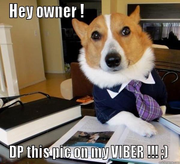 HEY OWNER !                                DP THIS PIC ON MY VIBER !!! ;) Lawyer Dog