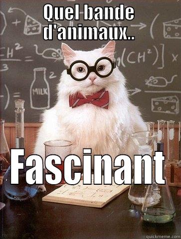 QUEL BANDE D'ANIMAUX.. FASCINANT Chemistry Cat