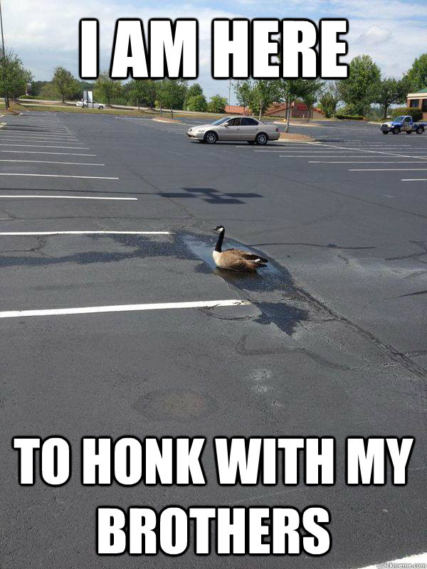 I am here To honk with my brothers - I am here To honk with my brothers  Optimistic Goose