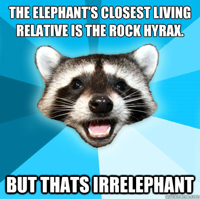 The elephant’s closest living relative is the rock hyrax. But thats irrelephant - The elephant’s closest living relative is the rock hyrax. But thats irrelephant  Lame Pun Coon