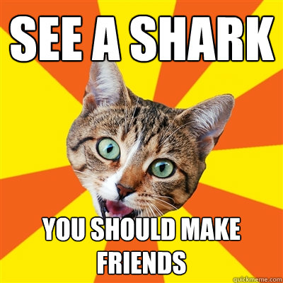 See a shark you should make friends  Bad Advice Cat