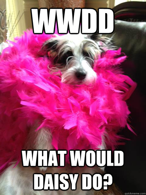 WWDD What Would Daisy Do?  