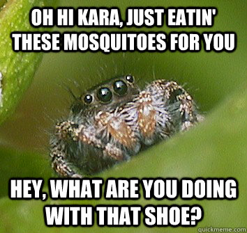 Oh hi kara, just eatin' these mosquitoes for you hey, what are you doing with that shoe?  Misunderstood Spider