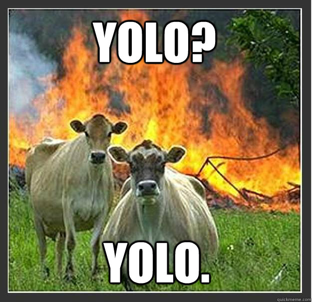 YOLO? YOLO.   Evil cows