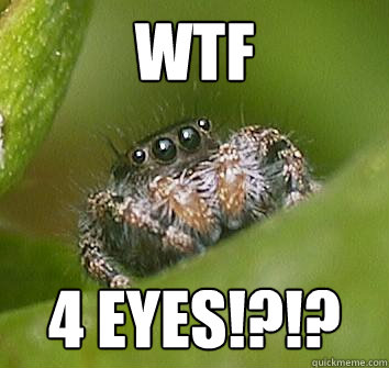 WTF 4 eyes!?!? - WTF 4 eyes!?!?  Misunderstood Spider