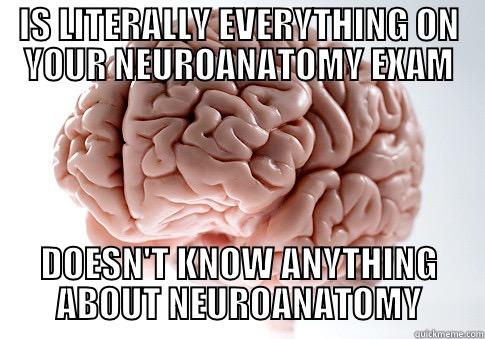 IS LITERALLY EVERYTHING ON YOUR NEUROANATOMY EXAM DOESN'T KNOW ANYTHING ABOUT NEUROANATOMY Scumbag Brain