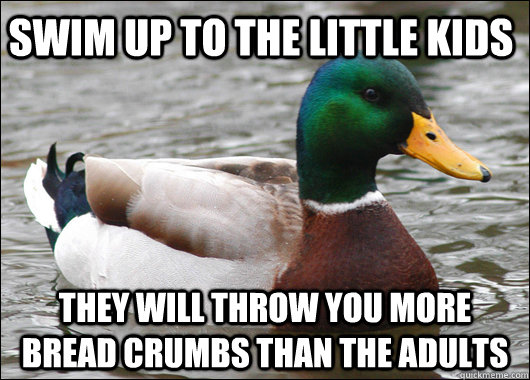 Swim up to the little kids They will throw you more bread crumbs than the adults  Actual Advice Mallard