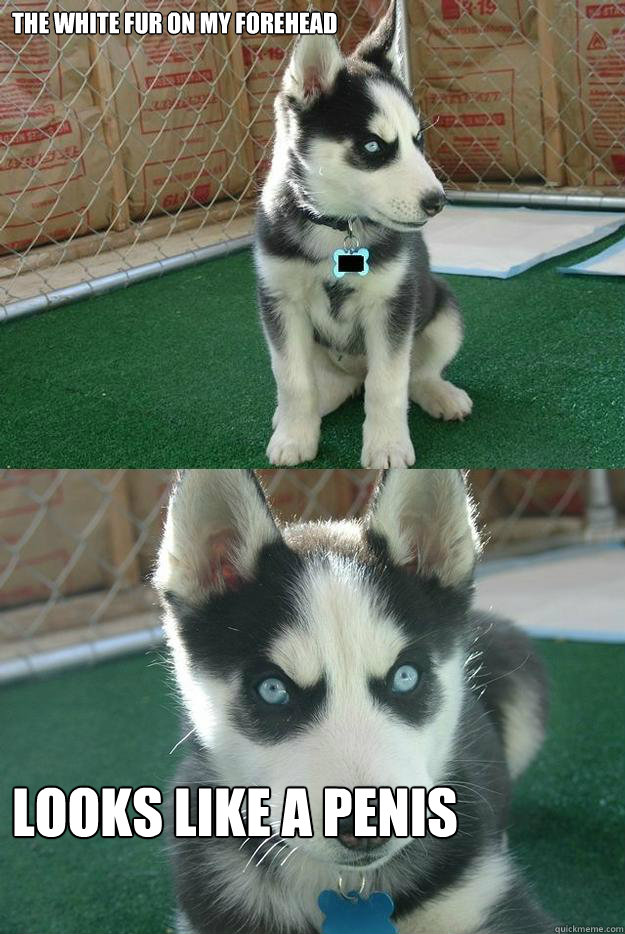 The white fur on my forehead looks like a penis  Insanity puppy