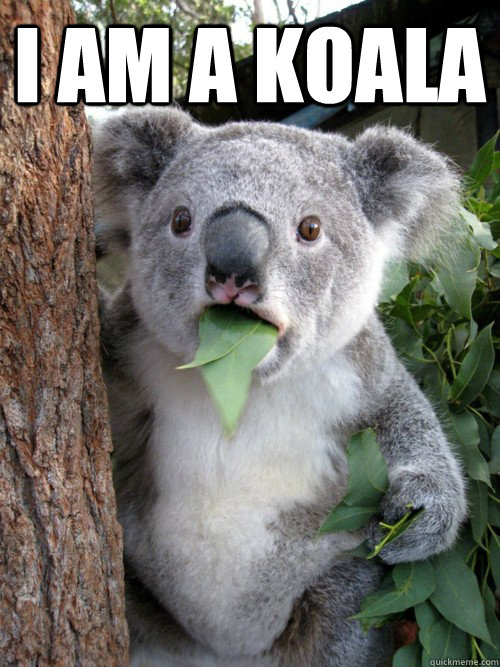 I AM A KOALA  koala bear