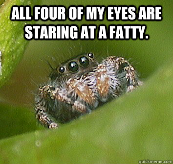 All four of my eyes are staring at a fatty.   Misunderstood Spider