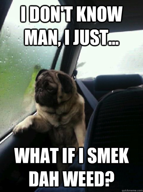 I don't know man, I just... What if I smek dah weed?  Introspective Pug