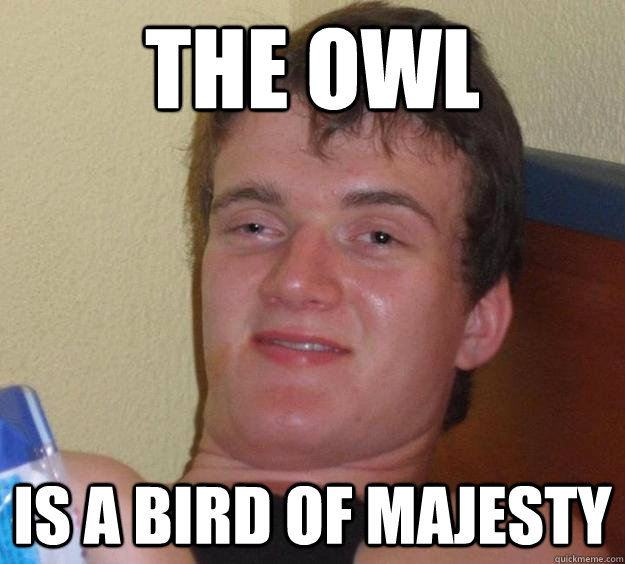 The Owl Is a bird of majesty  10 Guy