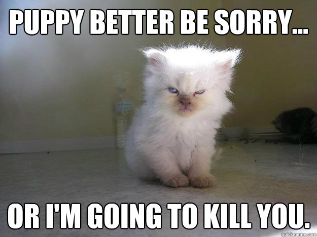 Puppy better be sorry... Or I'm going to kill you. - Puppy better be sorry... Or I'm going to kill you.  Angry Kitty