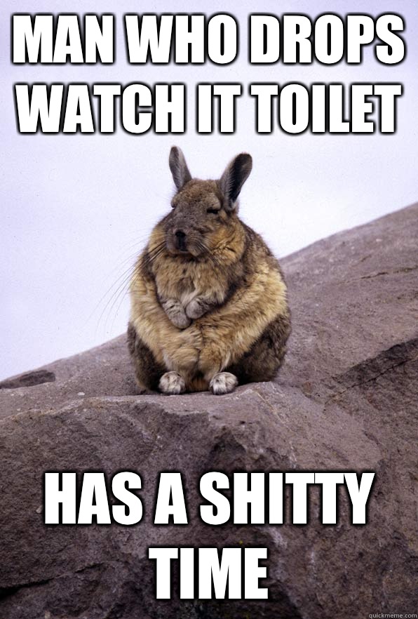 Man who drops watch it toilet Has a shitty time  Wise Wondering Viscacha