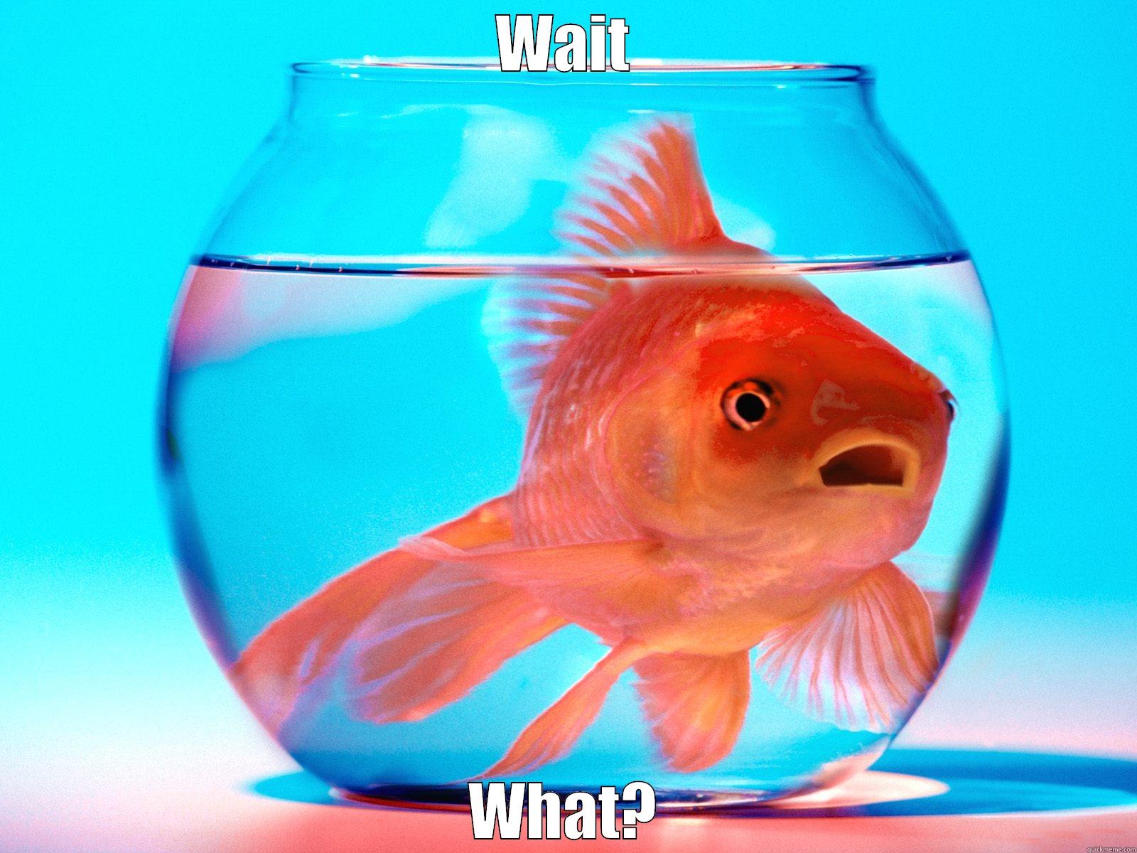 Wait, What? Fish - WAIT WHAT? Misc