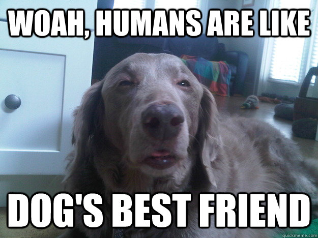 Woah, Humans are like dog's best friend - Woah, Humans are like dog's best friend  10 dog 2.0