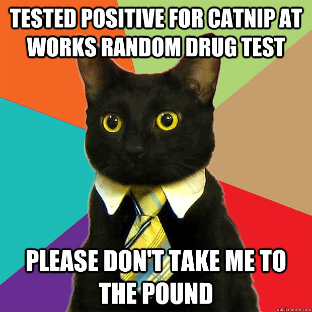 Tested positive for catnip at works random drug test Please don't take me to the pound  Business Cat