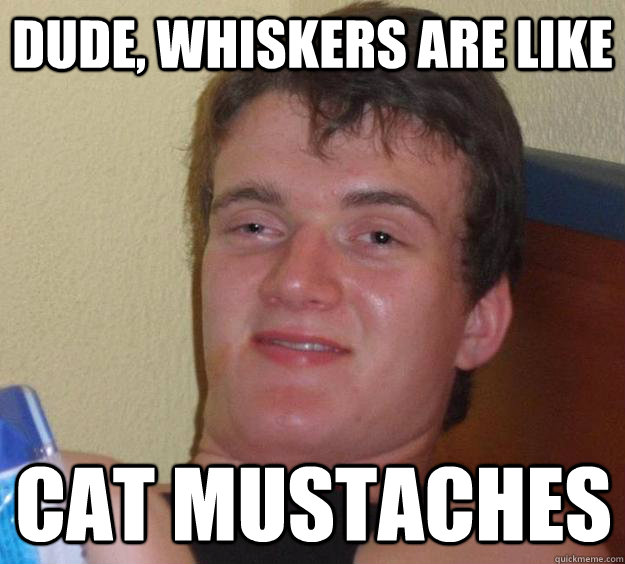 dude, Whiskers are like cat mustaches - dude, Whiskers are like cat mustaches  10 Guy