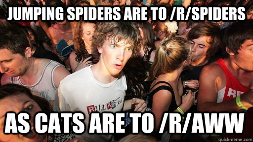 jumping spiders are to /r/spiders as cats are to /r/aww - jumping spiders are to /r/spiders as cats are to /r/aww  Sudden Clarity Clarence