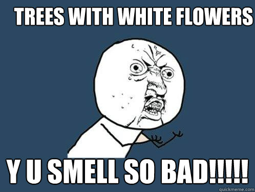 Trees with white flowers y u smell so bad!!!!!  Y U No