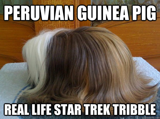 Peruvian Guinea Pig Real life Star Trek Tribble - Peruvian Guinea Pig Real life Star Trek Tribble  Tribble