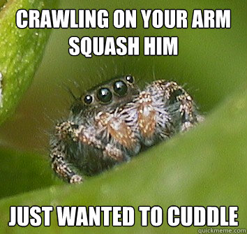 crawling on your arm Squash Him  just wanted to cuddle  Misunderstood Spider