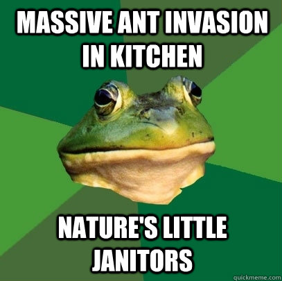 Massive ant invasion in kitchen Nature's little janitors - Massive ant invasion in kitchen Nature's little janitors  Foul Bachelor Frog