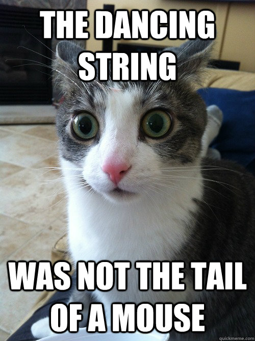 The dancing string was not the tail of a mouse  Sudden Clarity Cat