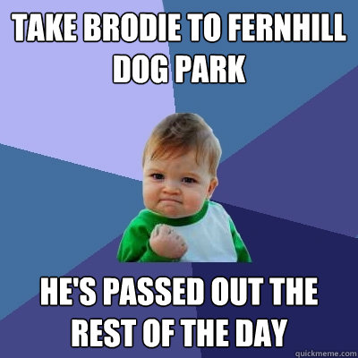 take brodie to fernhill dog park he's passed out the rest of the day  Success Kid