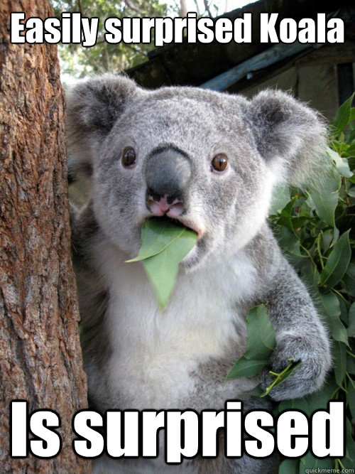 Easily surprised Koala Is surprised - Easily surprised Koala Is surprised  koala bear