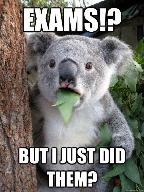 exams!? But i just did them? - exams!? But i just did them?  koala bear